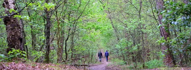 Fotobehang two men walk in through fresh leaves of spring forest in the netherlands near doorn © ahavelaar