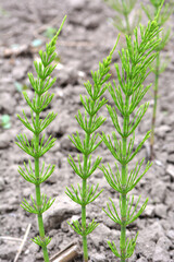 Horsetail field (Equisetum arvense) grows in nature.