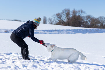 Pies w śniegu, biały owczarek szwajcarski zimą, zabawa  - obrazy, fototapety, plakaty