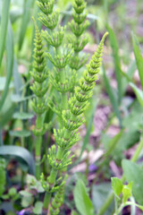 Horsetail field (Equisetum arvense) grows in nature.