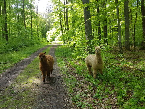 Alpacas in the forest