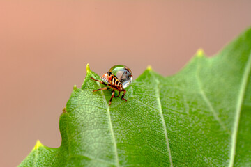 Dangerous insect on human skin. The mite hid in the leaf of the plant, hatched ticks, encephalitis mite. tick protection concept.