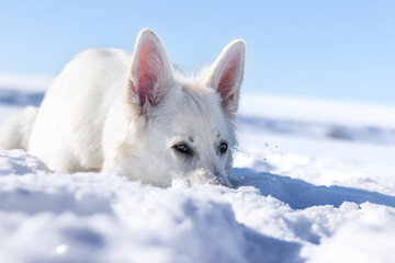 Pies w śniegu, biały owczarek szwajcarski zimą, nos w śniegu - obrazy, fototapety, plakaty