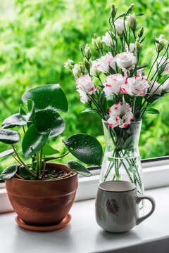 Beautiful home still life on the window - a home flower, a bouquet of eustom in a glass vase, a cup on the windowsill