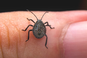 Sucking tick Macro photo on human skin. Ixodes ricinus. Bloated parasite bitten into pink irritated epidermis. Small red drops. Dangerous insect mite. Encephalitis, Lyme disease infection.    