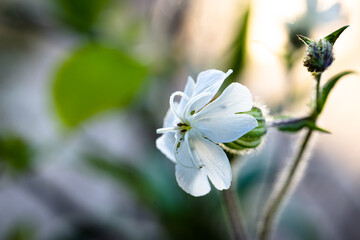 Weiße Lichtnelke Blume im Garten