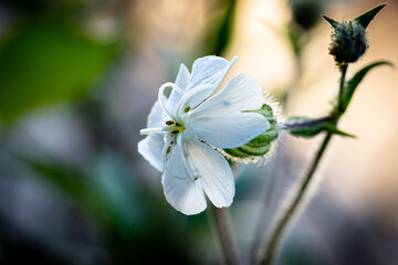 Weiße Lichtnelke Blume im Garten