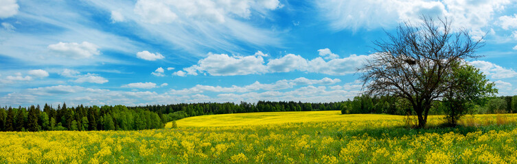 landscape with yellow barbarea flowers and blue sky