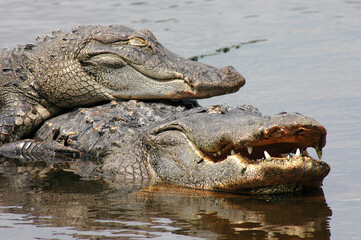 Two Alligators in courtship and mating