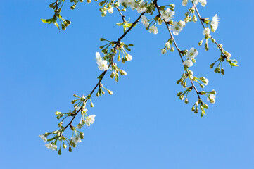cherry blossoms against blue sky in sunlight