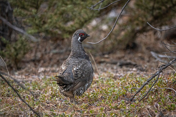 Fototapeta premium Rock ptarmigan seen in wild, natural environment during spring time in northern Canada with whole body showing. 