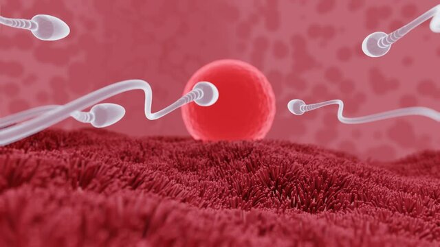 The sperm is directed towards the egg. To do human mating. A pre-fertilization model between an egg and a sperm. Human uterus model in mating Fertilization and pregnancy. 3D Rendering
