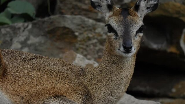 Klipspringer Antelope in its natural environment