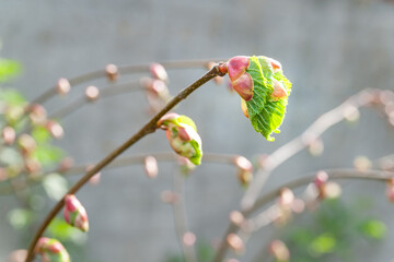 The emerging leaf. Close-up of a blossoming young green leaf of a linden tree against the background of branches in spring, selective soft focus with bokeh elements.