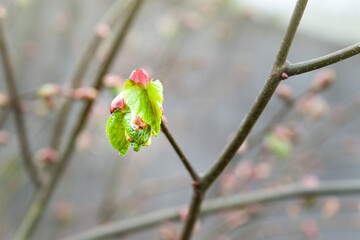 The emerging leaf. Close-up of a young green leaf of a linden tree in spring, selective soft focus with bokeh elements.