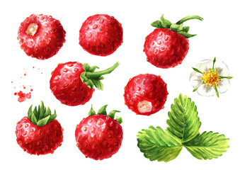 Wild forest strawberries and leaves set. Hand drawn watercolor illustration, isolated on white background