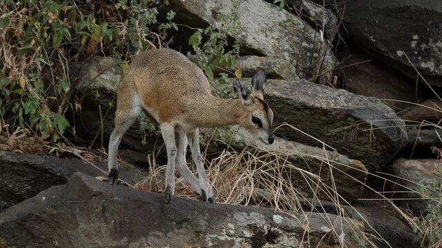 Klipspringer Antelope in its natural environment