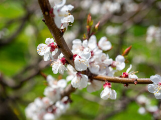 Close-up of a branch of a blooming apricot with white flowers. Blurry green background