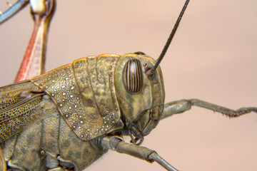 Extreme macro  shots, Beautiful Grasshopper macro