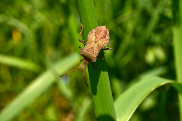 View of the stink beetle from the back sitting on the grass.