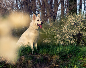 Pies, biały owczarek szwajcarski w trawie wiosną