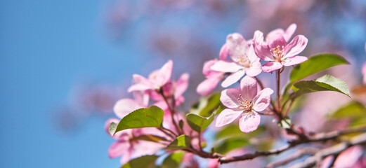 Flowers of a pink apple tree against a blue sky.