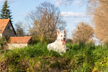 Pies, biały owczarek szwajcarski w trawie wiosną - obrazy, fototapety, plakaty