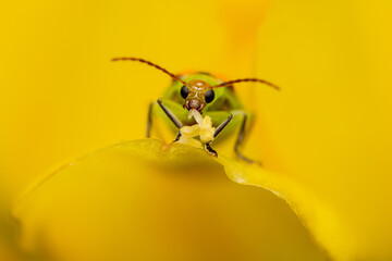bug and yellow