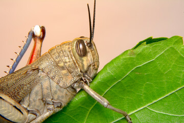 Extreme macro  shots, Beautiful Grasshopper macro