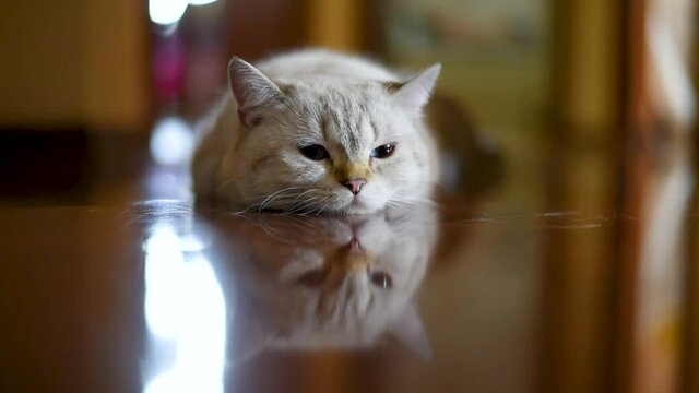 a white domestic cat of British breed, lying on the parquet, which reflects the face of the animal. Sleep and play cat. Adorable pets concept 