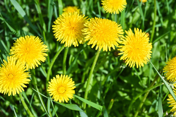 Yellow dandelions.