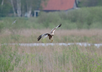 Western Marsh Harrier in the Weerribben the Netherlands.