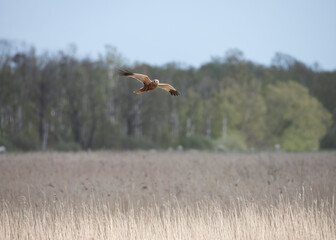 Western Marsh Harrier in the Weerribben the Netherlands.