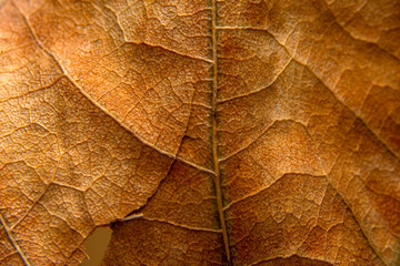 Autumn landscape. Frame dry leaf background.