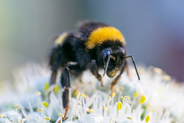 Black and yellow fluffy bumble bee is gathering pollen on tiny flowers. Macro photo of wild insect