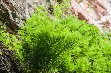 farn am sandsteinfelsen im gebiet hauenstein, pfalz