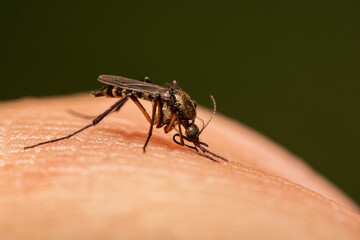 mosquito on the skin