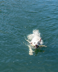 Pies pływa w wodzie, biały owczarek szwajcarski pływa - obrazy, fototapety, plakaty
