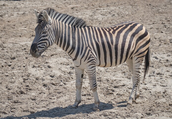 Fototapeta na wymiar zebra on the beach
