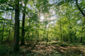 Fototapeta na wymiar Sonnenstrahlen im Wald am Morgen