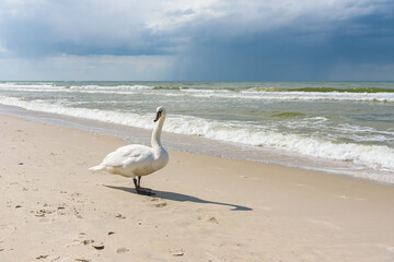 Swan on the beach at Baltic sea