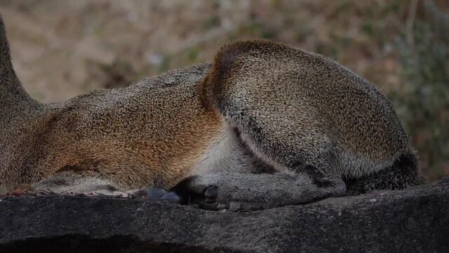 Klipspringer Antelope in its natural environment