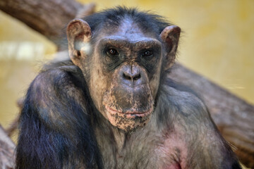 monkey's leader's portrait in zoo