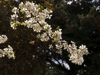 white flowers of wild plum tree scenic at spring