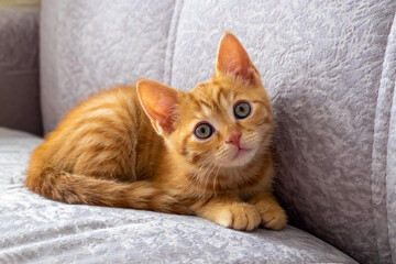 A small beautiful red tabby kitten lies on the couch and looks at the camera. Close-up, front view, selective focus.