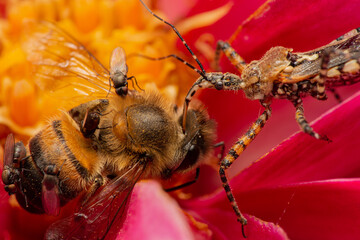 bee being eaten