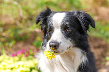Outdoor portrait of cute puppy border collie sitting on garden background holding yellow flowers in mouth. Little dog with funny face in summer day outdoors. Pet care and funny animals life concept.