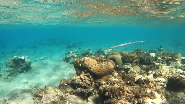 Blue water in sea. Seabed with corals and fish is such mysterious and beautiful underwater world. Unusual grey long fish. Ocean trip and diving vacation.