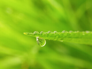 dew on grass