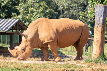 Obraz premium Large adult rhino isolated on selective focus feeding